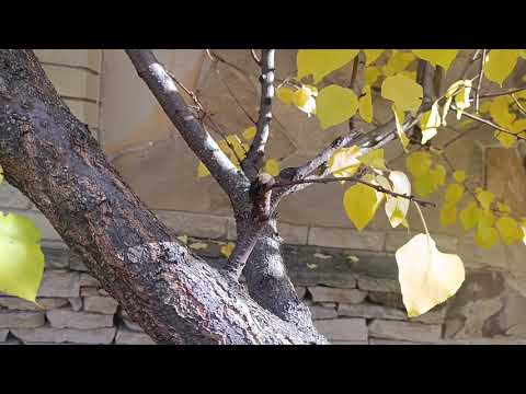 Видео: Абрикос два года без обрезки — исправляю крону.  Отвечаю на вопросы.