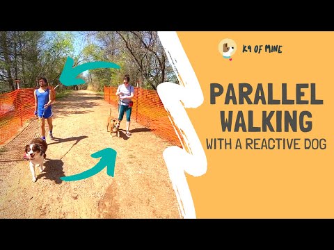 Видео: Агрессивная прогулка с другой собакой