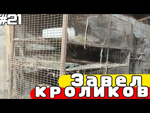 Видео: Жизнь в деревне #21 | Завел КРОЛИКОВ | Деревенский ВЛОГ