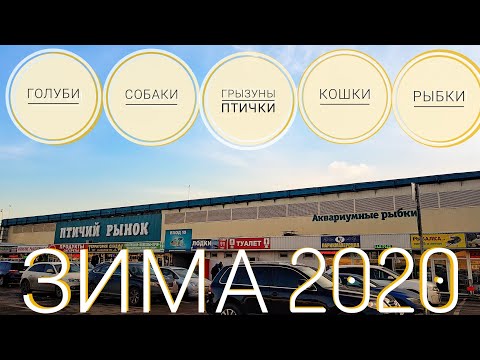 Видео: Птичий рынок Москвы. Зима 2020. Голуби, собаки, грызуны, птички, кошки, рыбки.