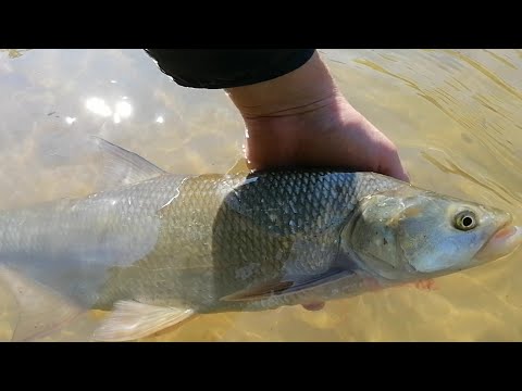 Видео: ЖЕРЕХ ЖАДНО ХВАТАЕТ ЭТУ ПРИМАНКУ . Lucky Craft Clutch / Zip Baits B-SWITCHER