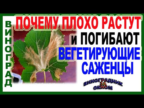 Видео: 🍇 Два совета. Почему медленно  растут и часто погибают вегетирующие саженцы винограда.