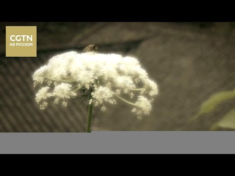 Видео: Великие мастера столетия Чжан Дацянь Серия 1[Age0+]