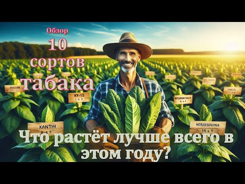 Видео: Обзор 10 сортов ТАБАКА, два месяца в открытом грунте