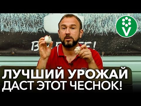 Видео: НИ В КОЕМ СЛУЧАЕ НЕ САЖАЙТЕ ТАКОЙ ЧЕСНОК! Какие зубки чеснока использовать для посадки осенью?