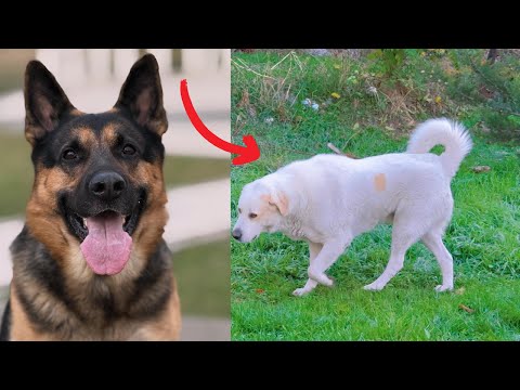 Видео: Немецкая овчарка подружилась с большой собакой