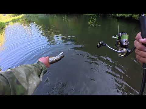 Видео: Ловлю щук и голавлей на заросшей, но все же очень красивой реке.