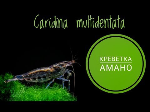 Видео: Креветка Амано .Caridina multidentata.