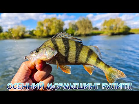Видео: МОРМЫШИНГ осенью! Какую рыбу можно поймать на МОРМО?