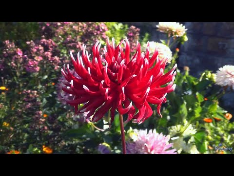 Видео: Ботанический сад. Сентябрь (2020)