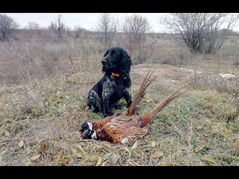 Видео: Закрытие охоты на фазана 2018. Русский охотничий спаниель Джокер.