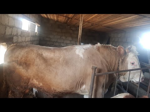 Видео: откорм бычков. итоги 2 забоя.