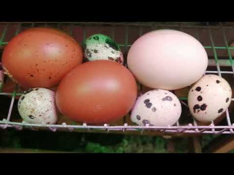 Видео: Автономный теплый мини курятник.