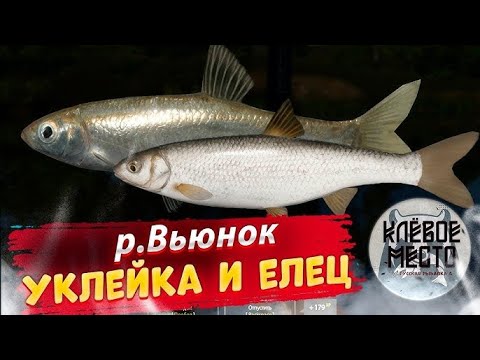 Видео: ЖЁСТКИЙ ФАРМ ДЕНЕГ И ОПЫТА! Уклейка на р.Вьюнок в РР4