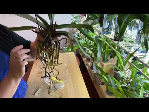 Видео: Как я пересаживаю фаленопсис в водную культуру