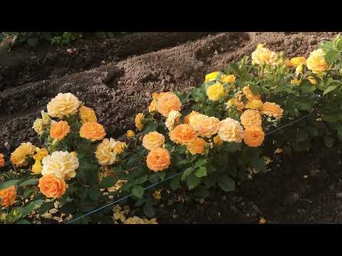 Видео: Троянда Голдельзе. Goldelse.