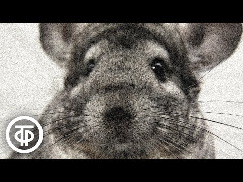 Видео: Шиншилла покидает клетку (1971)