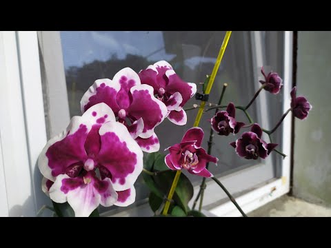 Видео: Орхидея Каменная Роза - НЕОБЫЧНОЕ цветение. Орхидеи в КЕРАМЗИТЕ - Камбрия, Брассия, Зигопеталум.