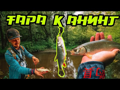 Видео: Тараканинг и NOTOBUG Sakura. Ловля голавля на спиннинг в июле.