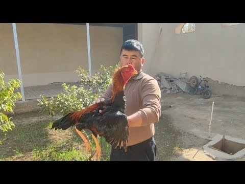 Видео: ПАРВОЗЛАР УЧУН МАХСУС ВИДЕО ХОШИМОВ ТВ ДАКАНЛАРИ ПИРВАЗНО КАРЕЯ ХУ́РОЗЛАР ТОМОШАГА 