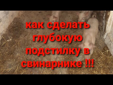 Видео: СОДЕРЖАНИЕ СВИНЕЙ НА ГЛУБОКОЙ ПОДСТИЛКЕ, КАК ПРАВЕЛЬНО ЕЁ СДЕЛАТЬ.