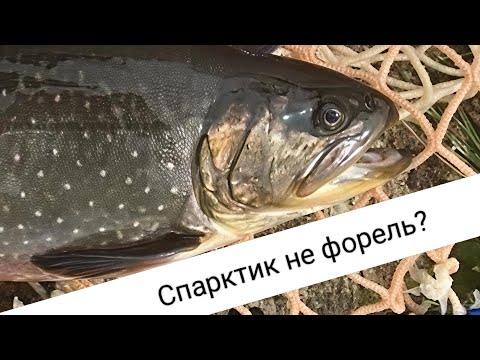 Видео: Спарктик не форель