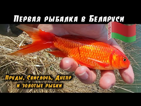 Видео: Рыбалка в Беларуси: Виталий Дальке разведует водоёмы для ловли сома