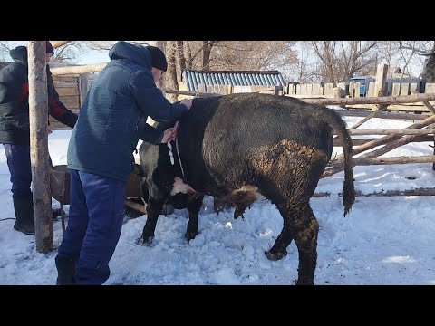 Видео: Қара қасқа бұқа мен қызыл тайыншаны сою.