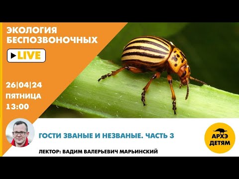 Видео: Занятие "Гости званые и незваные. Часть 3" рубрики "Неурочные беспозвоночные" с Вадимом Марьинским