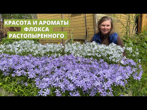 Видео: Флокс растопыренный в моем саду