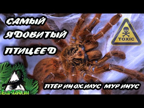 Видео: Птицеед Птеринохилус муринус (Pterinochilus murinus) aka БЕШЕНЫЙ АПЕЛЬСИН.  Полный обзор.