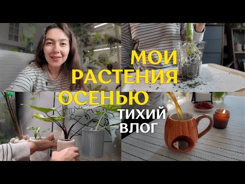 Видео: САЖАЮ алоказии НА ФИТИЛЬ в ЛЕЧУЗУ | снова ПЕРЕСТАНОВКА | теплица с СЕЯНЦАМИ антуриумов и ХОЙЯМИ 🌿