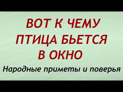 Видео: Вот к чему птица бьется в окно?! Народные приметы и поверья.