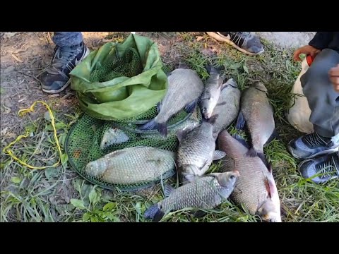 Видео: Рыбалка Днестр конец сентября. Лещ пошел.👍#fishing #carpfishing #карась #лещ 