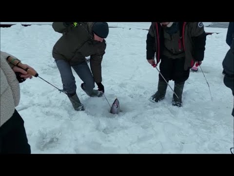 Видео: Работают и раттлины и блёсны, из пассива - паста. Клёвое место, Лосиный остров, спорт-зона.