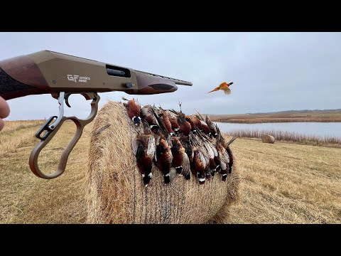 Видео: Охота на фазана с ружьем рычажного действия!