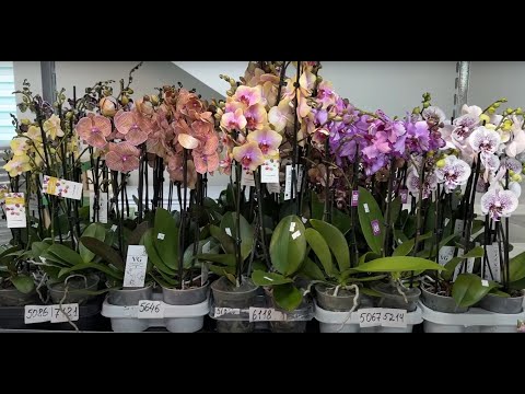 Видео: 🌸 ПРОДАЖА ОРХИДЕЙ 30.05.25г. Обзор цветущих орхидей - Голландия. Орхидеи почтой. Купить орхидею