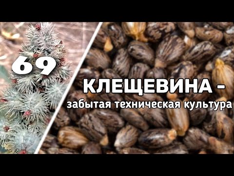 Видео: АГРОКУЛЬТУРА которая будет востребована к 2030 году!!!