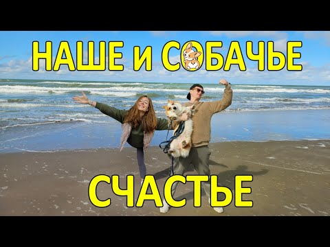 Видео: Впервые на океане мы и корги. Сказочный Карило и доби...