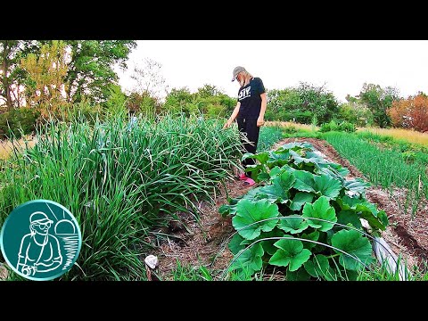 Видео: 🥔 Экскурсия по огороду Гордеевых 🌱 Как растения пережили морозы и засуху