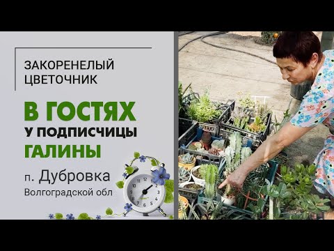 Видео: В гостях у Галины, п. Дубовка Волгоградской области. Коллекция суккулентов и многое другое.