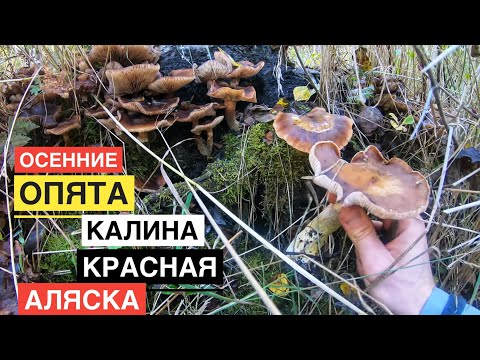 Видео: Собираем Грибы и Ягоды Осенний Опенок Сезон Калины на Аляске
