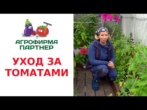 Видео: УХОД ЗА ТОМАТАМИ