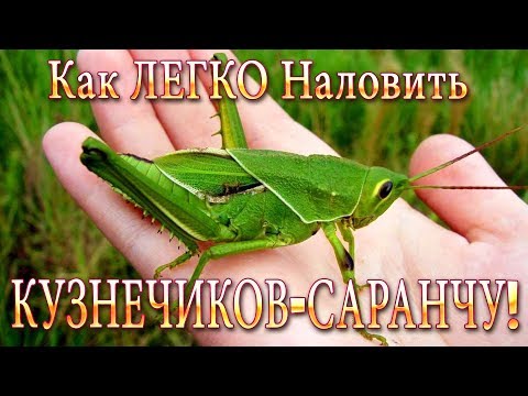 Видео: Как Легко Наловить Кузнечиков! Одна из Лучших Наживок для Ловли Язя