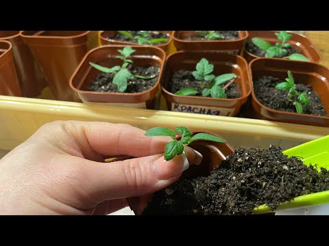 Видео: Такая ПИКИРОВКА и УХОД ДЛЯ ТОМАТОВ помогут вырастить КРЕПКУЮ РАССАДУ!