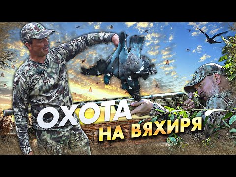 Видео: Охота на вяхиря,  ворон не пропускаем. Открытие жаркого сезона.