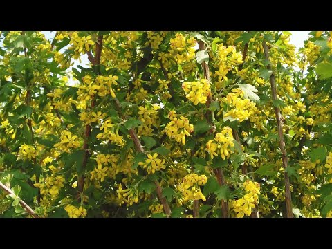 Видео: Смородина золотистая,итоги зимнего черенкования,и методы формировки кустарника на разную высоту.