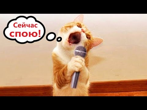 Видео: Приколы с котами! С ОЗВУЧКОЙ! Смешные коты! Самые смешные животные!