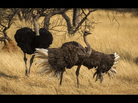 Видео: Төө куш  чуркоо менен өткөн  өмүр  жаныбарлар дүйнөсү