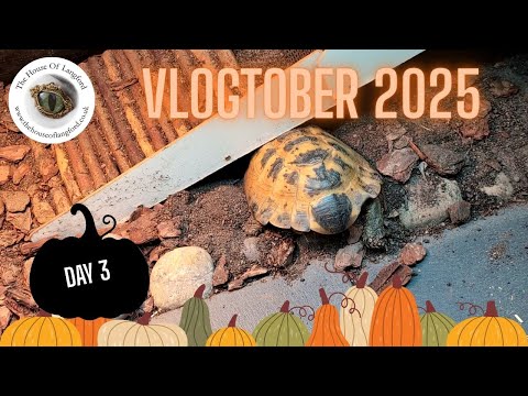 Видео: Vlogtober 2025 ~ День 3: Монтаж, уютное вязание крючком и роющая черепаха